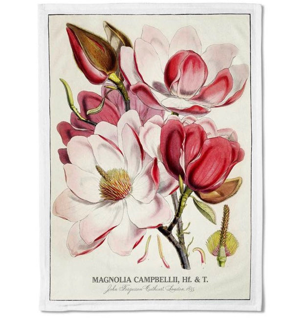 Magnolia